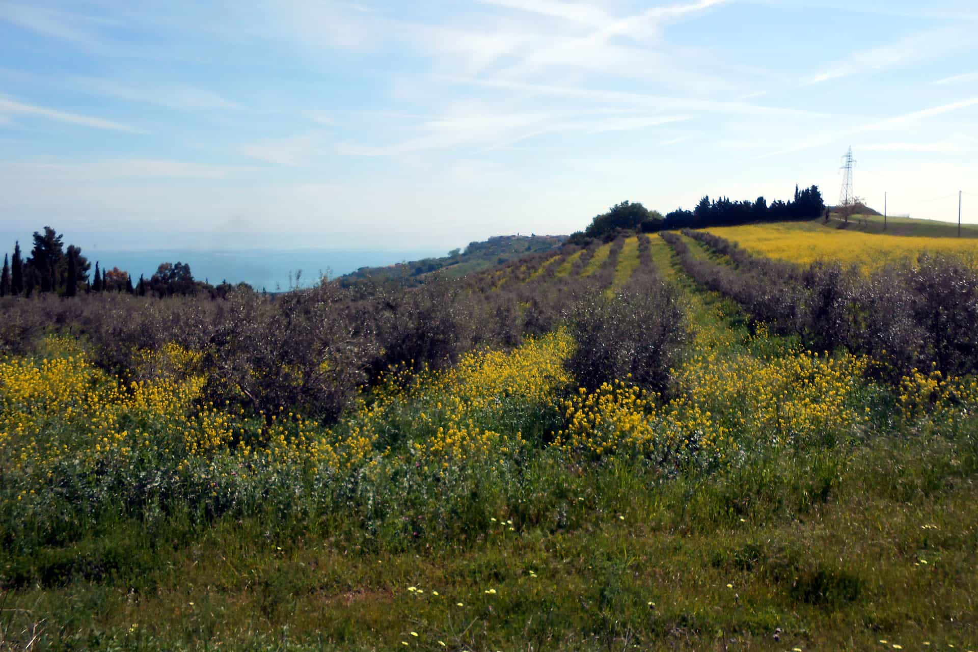 MTB Intercomunale Atri e Silvi  “Tra Colline e Contrade”