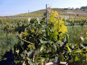 I primi acini di Montepulciano
