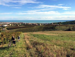 tra-le-vigne