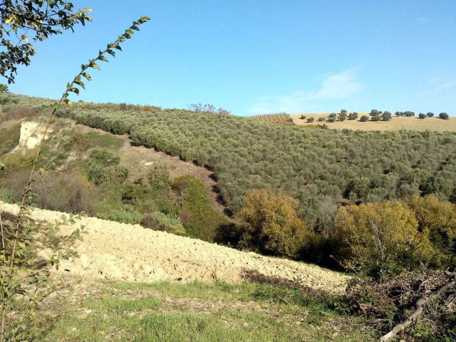 “Panoramica La Foggetta” – Dalla Torre del Cerrano a Silvi Alta